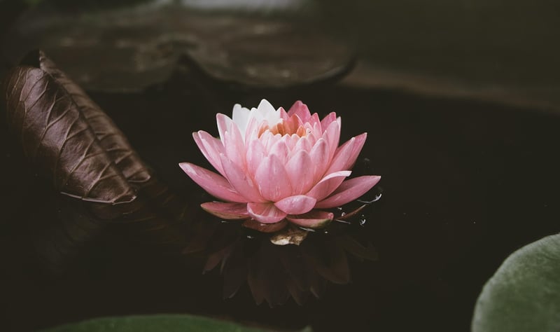 Lotus Flowers