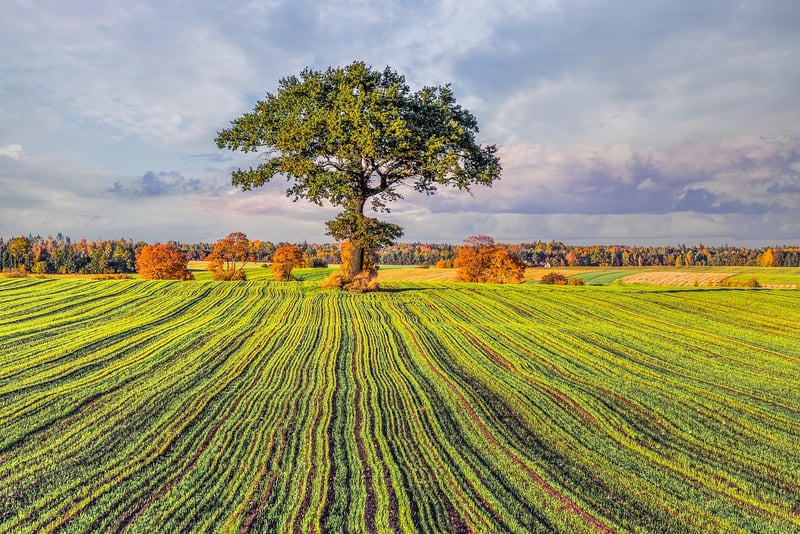 Oak Tree